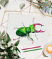 Peridot Stag Beetle - Original drawing - Original art
