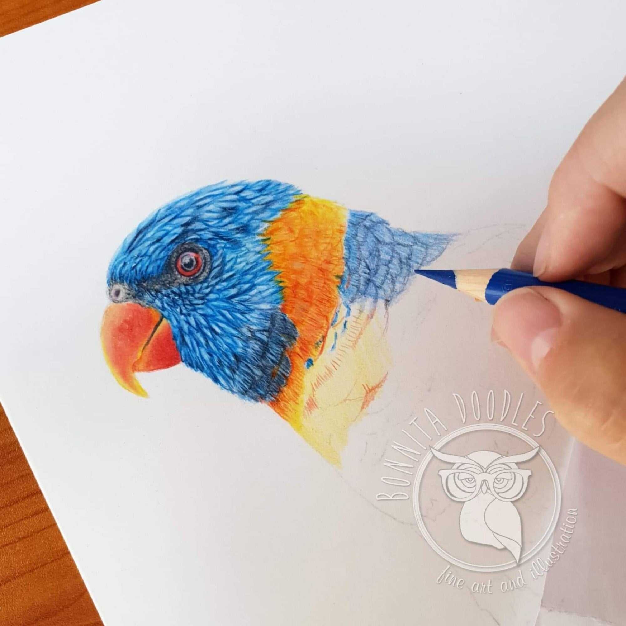 Lorikeet - Original drawing