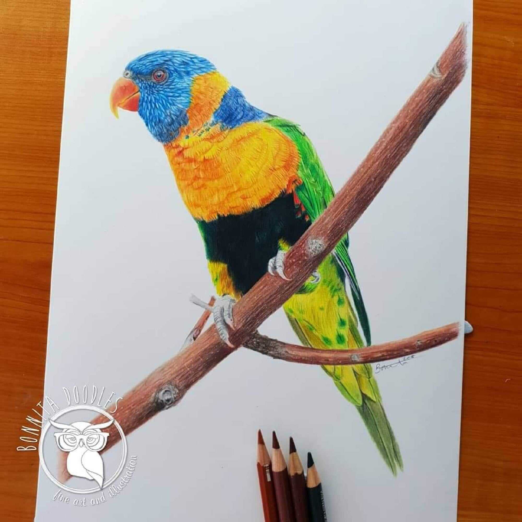 Lorikeet - Original drawing