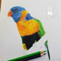 Lorikeet - Original drawing
